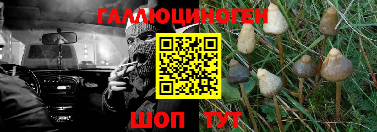 Псилоцибиновые грибы Psilocybe  Вход с VPN  Псилоцибиновые грибы Cubensis  Таганрог 